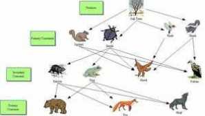 Хранителна верига в широколистна гора